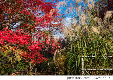 Grass flower and red maple leaf at Ryoan-ji Temple garden in autumn, Kyoto 132414403
