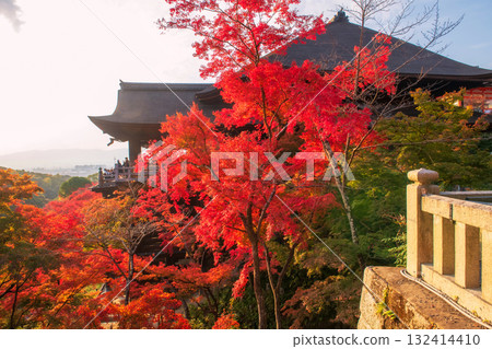 Kiyomizu-dera temple and red maple leaf in autumn garden, Kyoto Kiyomizu-dera temple and red maple leaf in autumn garden, Kyoto 132414410