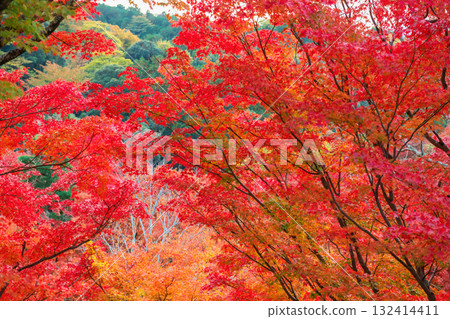 Colorful maple leaf tunnel in Kiyomizu-dera temple in autumn, Kyoto 132414411