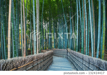 Downhill route by green bamboo grove forest of Adashino, Arashiyama 132414417