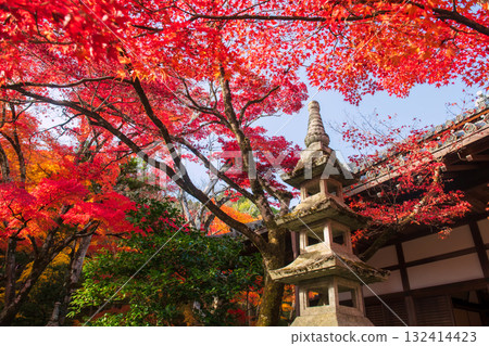 Stone lantern by colorful autumn leaf at Jojakkoji temple, Arashiyama 132414423