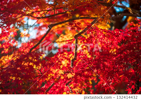 Red maple leaves touch sunlight at Nanzen-ji Temple in fall, Kyoto Red maple leaves touch sunlight at Nanzen-ji Temple in fall, Kyoto 132414432