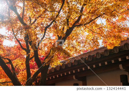 Yellow and red maple leaf by Eikan-do temple roof at fall, Kyoto 132414441