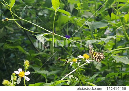 Lime butterfly, Papilio demoleus, moving wings and feeding on flower 132414466