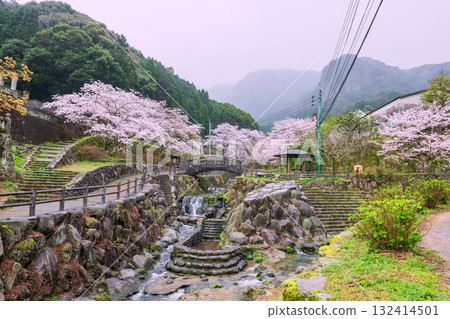 Okawachiyama village garden with cherry sakura blossom, Saka Okawachiyama village garden with cherry sakura blossom, Saka 132414501