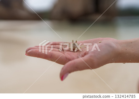Young female hand show small sand crab on a beach 132414785