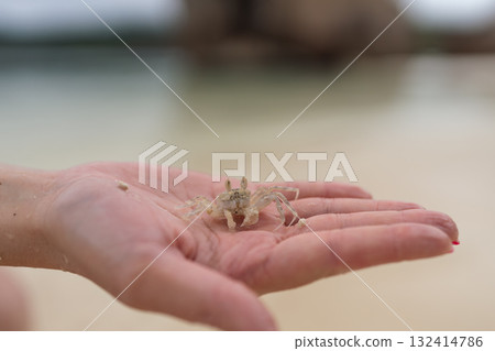 Young female hand show small sand crab on a beach 132414786