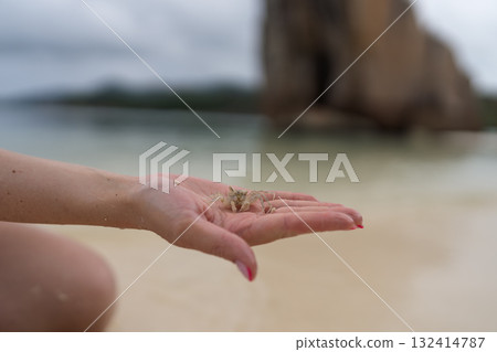 Young female hand show small sand crab on a beach Young female hand show small sand crab on a beach 132414787