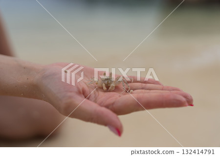 Young female hand show small sand crab on a beach Young female hand show small sand crab on a beach 132414791