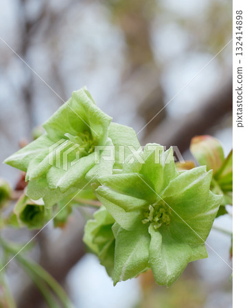 盛開的五井木櫻 盛開的五井木櫻 132414898
