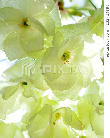 Close-up image of green cherry blossom petals - background material Close-up image of green cherry blossom petals - background material 132414899