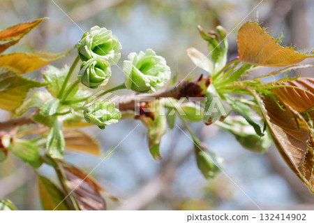 A close-up image of the buds of the Goiyozakura cherry tree that will soon bloom - 3:2 version 132414902