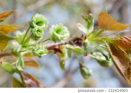 A close-up image of the buds of the Goiyozakura cherry tree that will soon bloom - 3:2 version A close-up image of the buds of the Goiyozakura cherry tree that will soon bloom - 3:2 version 132414903