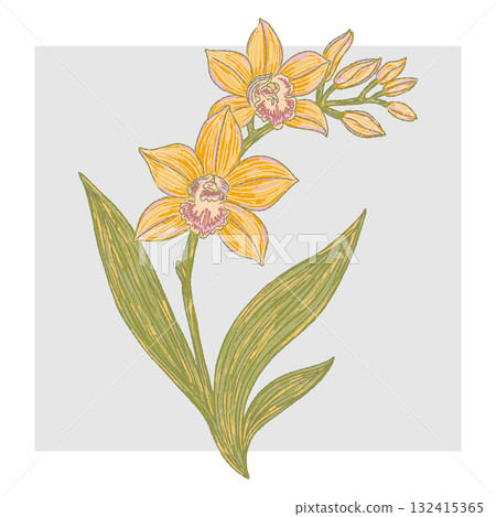 hand drawn illustration of a lily hand drawn illustration of a lily 132415365