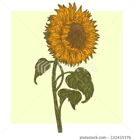 hand drawn illustration of sunflower 132415376