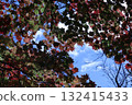 Autumn leaves shining in the blue sky 132415433