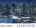 Kamikochi: The striking green of the trees 132415435