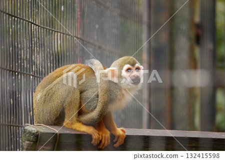 Squirrel monkey looking up Squirrel monkey looking up 132415598