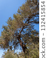 Old olive tree on clear blue sky on Paxos island Old olive tree on clear blue sky on Paxos island 132415854