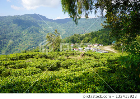 Hillside Tea Garden Village in Himalayan Foothills Hillside Tea Garden Village in Himalayan Foothills 132415928
