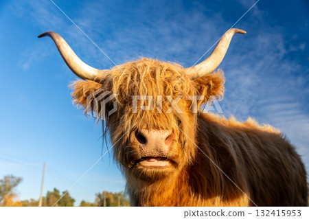 Portrait shaggy highland cattle with long curved horns stand in sunlight against clear blue sky. Their reddish fur glows warmly, creating a rustic and peaceful countryside scene full of natural charm 132415953