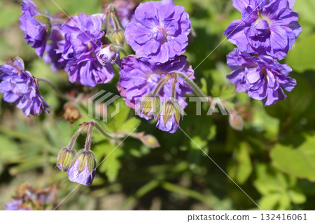 Himalayan Cranesbill Plenum Himalayan Cranesbill Plenum 132416061
