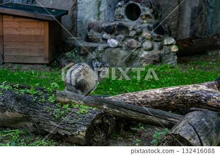Curious Gray Cat Sitting on a Log in a Quiet Garden with Stone Fireplace and Woodpile Curious Gray Cat Sitting on a Log in a Quiet Garden with Stone Fireplace and Woodpile 132416088