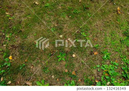 Grass texture after a rain shower in October | For nature, gardening, and web background designs Grass texture after a rain shower in October | For nature, gardening, and web background designs 132416349