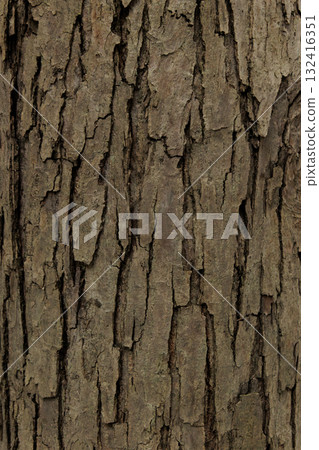 Deep grooved bark of a street tree. Texture/background Deep grooved bark of a street tree. Texture/background 132416351