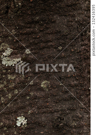 Texture of mossy tree trunk after rain 132416395