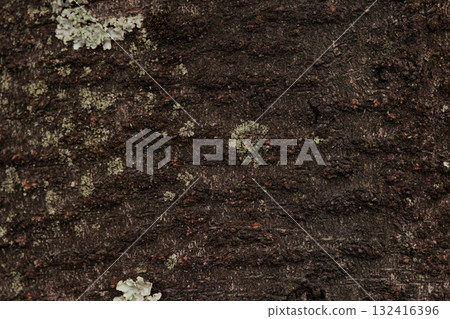 Texture of mossy tree trunk after rain Texture of mossy tree trunk after rain 132416396