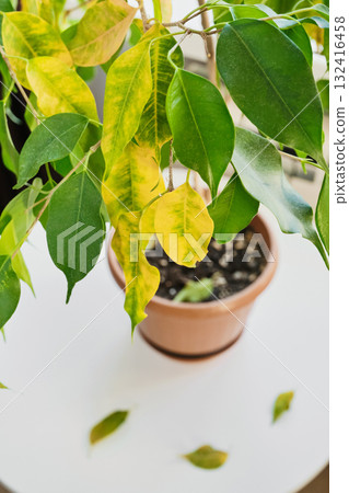 Indoor Ficus plant with drying and falling leaves close-up in pot on white table 132416458