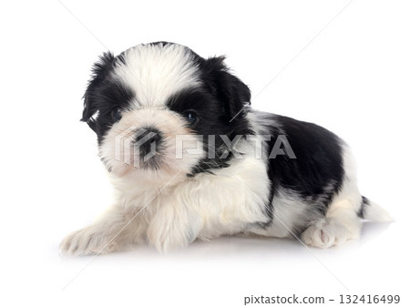 puppy Shih Tzu in studio 132416499
