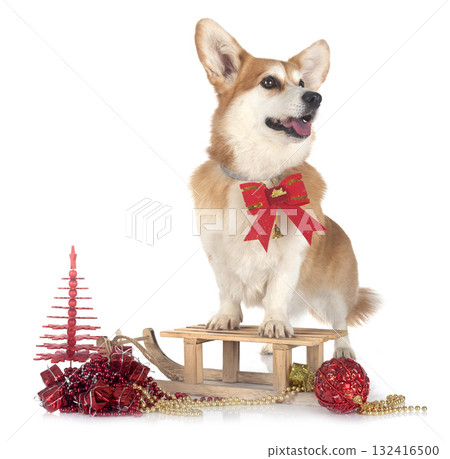 Pembroke Welsh Corgi 132416500