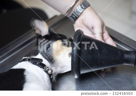 dog sterilization and vet 132416503