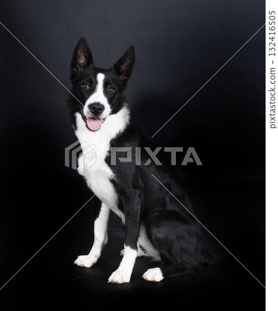 puppy border collie 132416505