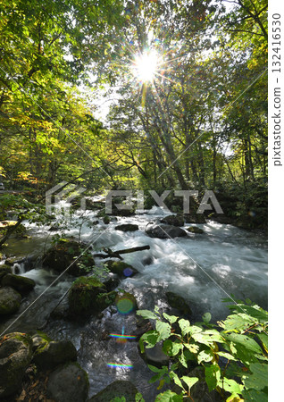Autumn leaves begin to fall in the Oirase Gorge Autumn leaves begin to fall in the Oirase Gorge 132416530