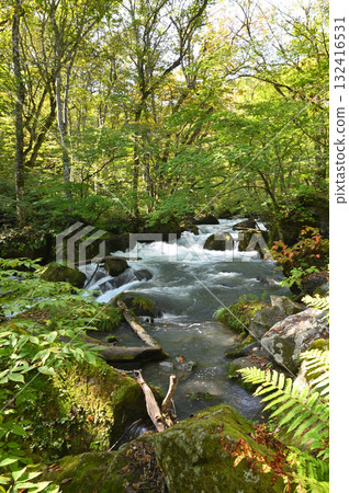 Autumn leaves begin to fall in the Oirase Gorge 132416531