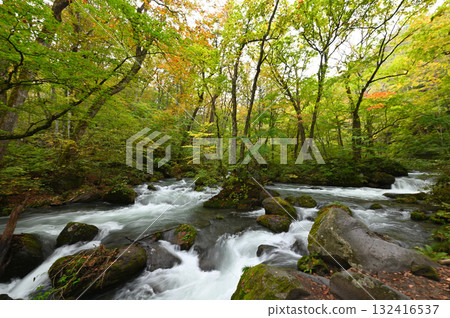 Autumn leaves begin to fall in the Oirase Gorge 132416537