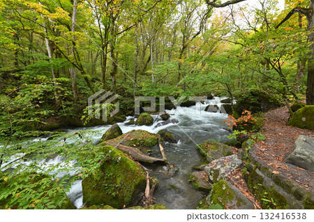 Autumn leaves begin to fall in the Oirase Gorge Autumn leaves begin to fall in the Oirase Gorge 132416538