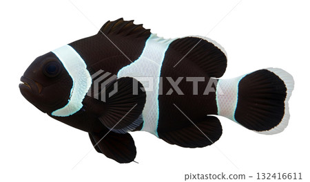 This stunning Black Ocellaris Clownfish displays its bright orange and white stripes against a transparent background, highlighting its unique features in a controlled studio environment. 132416611