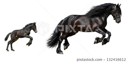 An adult Friesian horse leaps powerfully alongside its foal, showcasing remarkable agility and strength. The scene highlights their black coats and flowing manes in motion. An adult Friesian horse leaps powerfully alongside its foal, showcasing remarkable agility and strength. The scene highlights their black coats and flowing manes in motion. 132416612