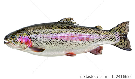 This rainbow trout displays its colorful scales and remarkable patterns while isolated on a transparent background. The fish is shown in a horizontal position, revealing its distinct features. 132416655