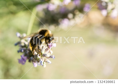 A British bumblebee sits on lavender in the bright sunlight and collects nectar. 132416661