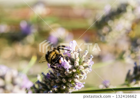 A British bumblebee sits on lavender in the bright sunlight and collects nectar. 132416662