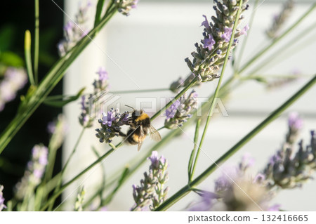 A British bumblebee sits on lavender in the bright sunlight and collects nectar. A British bumblebee sits on lavender in the bright sunlight and collects nectar. 132416665
