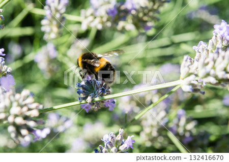 A British bumblebee sits on lavender in the bright sunlight and collects nectar. 132416670