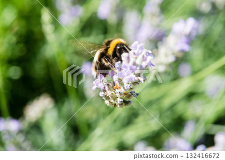 A British bumblebee sits on lavender in the bright sunlight and collects nectar. A British bumblebee sits on lavender in the bright sunlight and collects nectar. 132416672