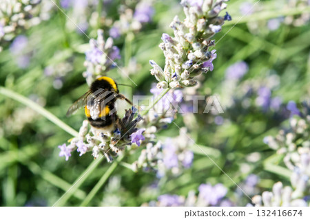 一隻英國大黃蜂在明媚的陽光下棲息在薰衣草上採集花蜜。 一隻英國大黃蜂在明媚的陽光下棲息在薰衣草上採集花蜜。 132416674