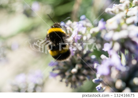 A British bumblebee sits on lavender in the bright sunlight and collects nectar. 132416675